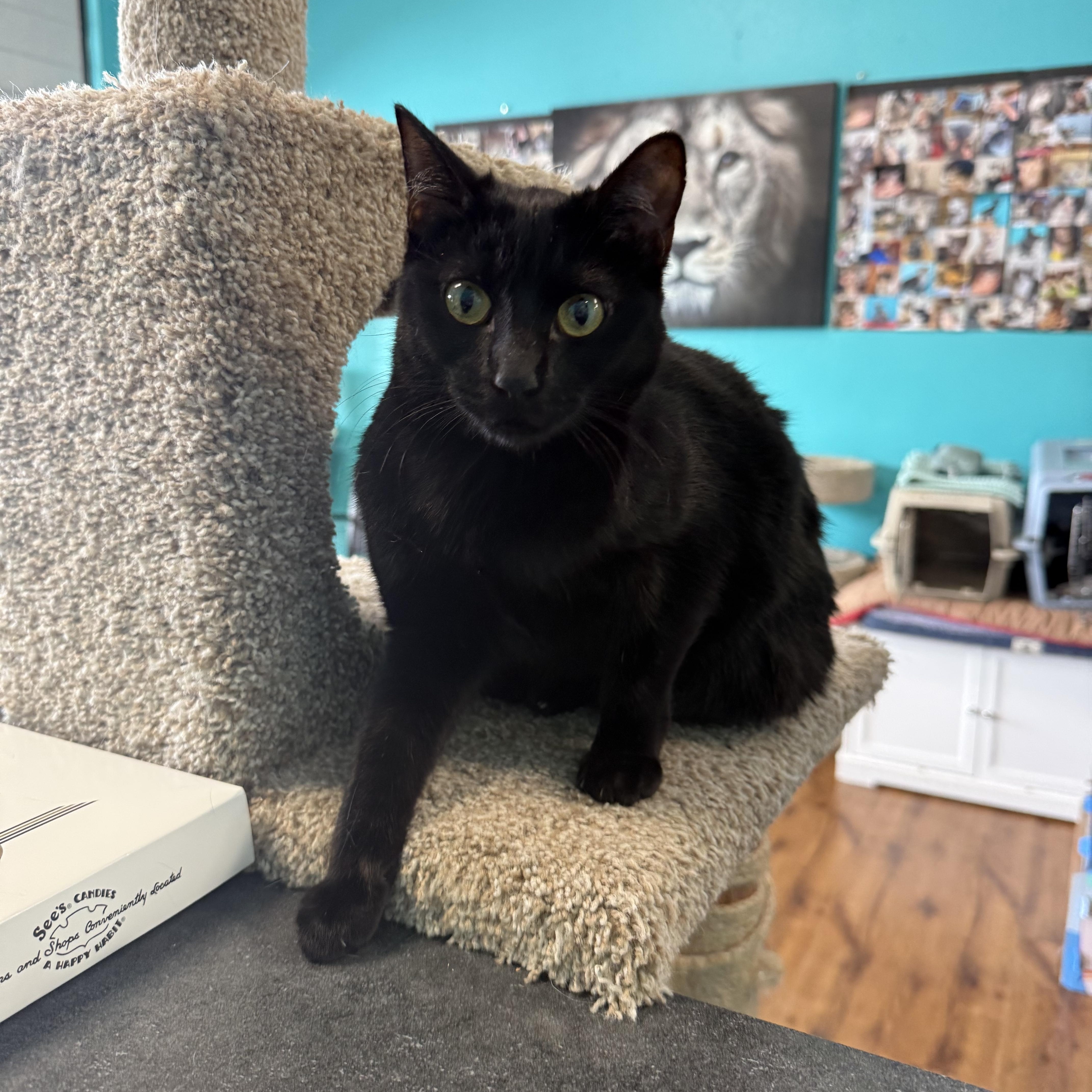 Miss Moxie, an adoptable Domestic Short Hair in Chico, CA image 2/2