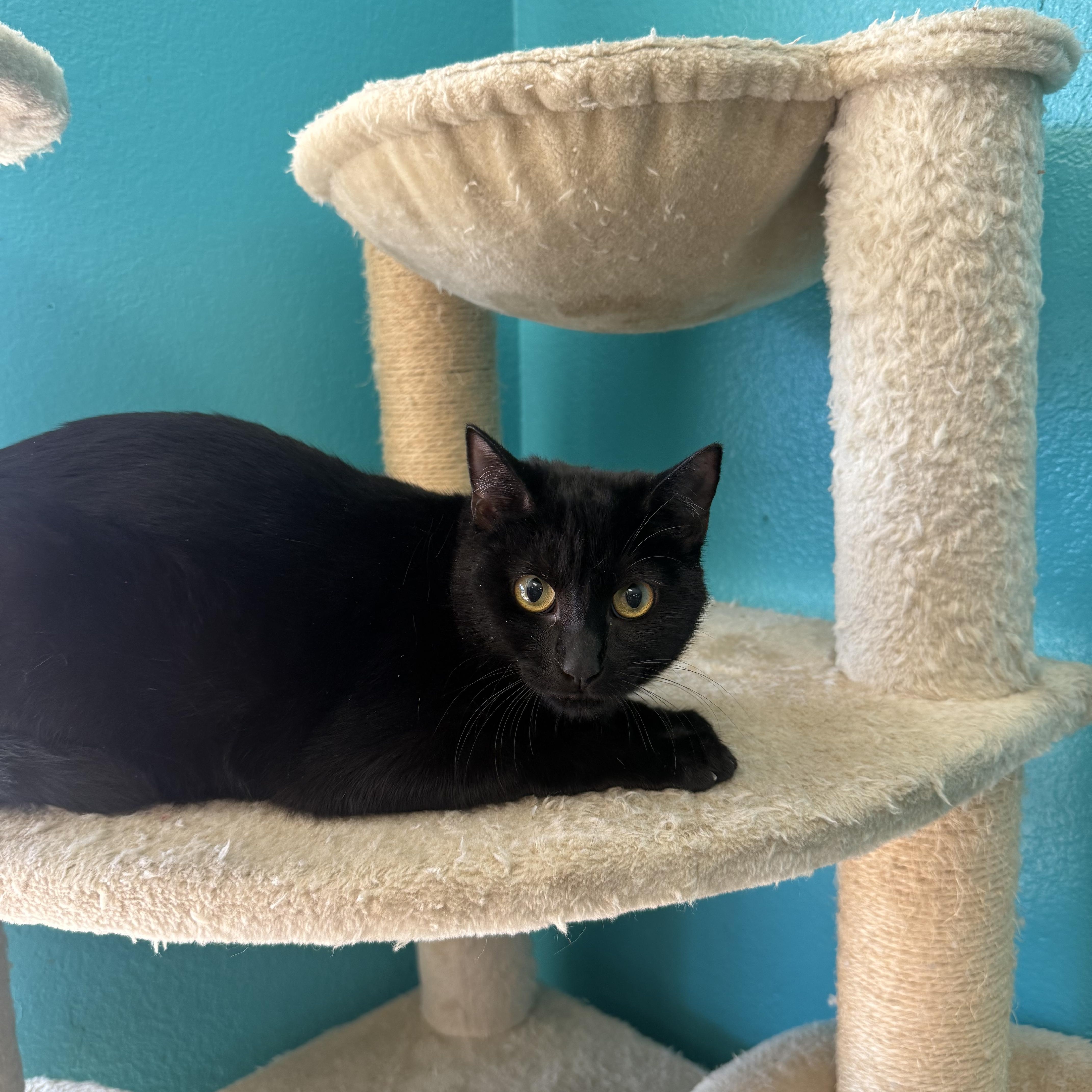 Enlarge Black Beauty, a ADOPTABLE Domestic Short Hair in Chico, CA image 1/1