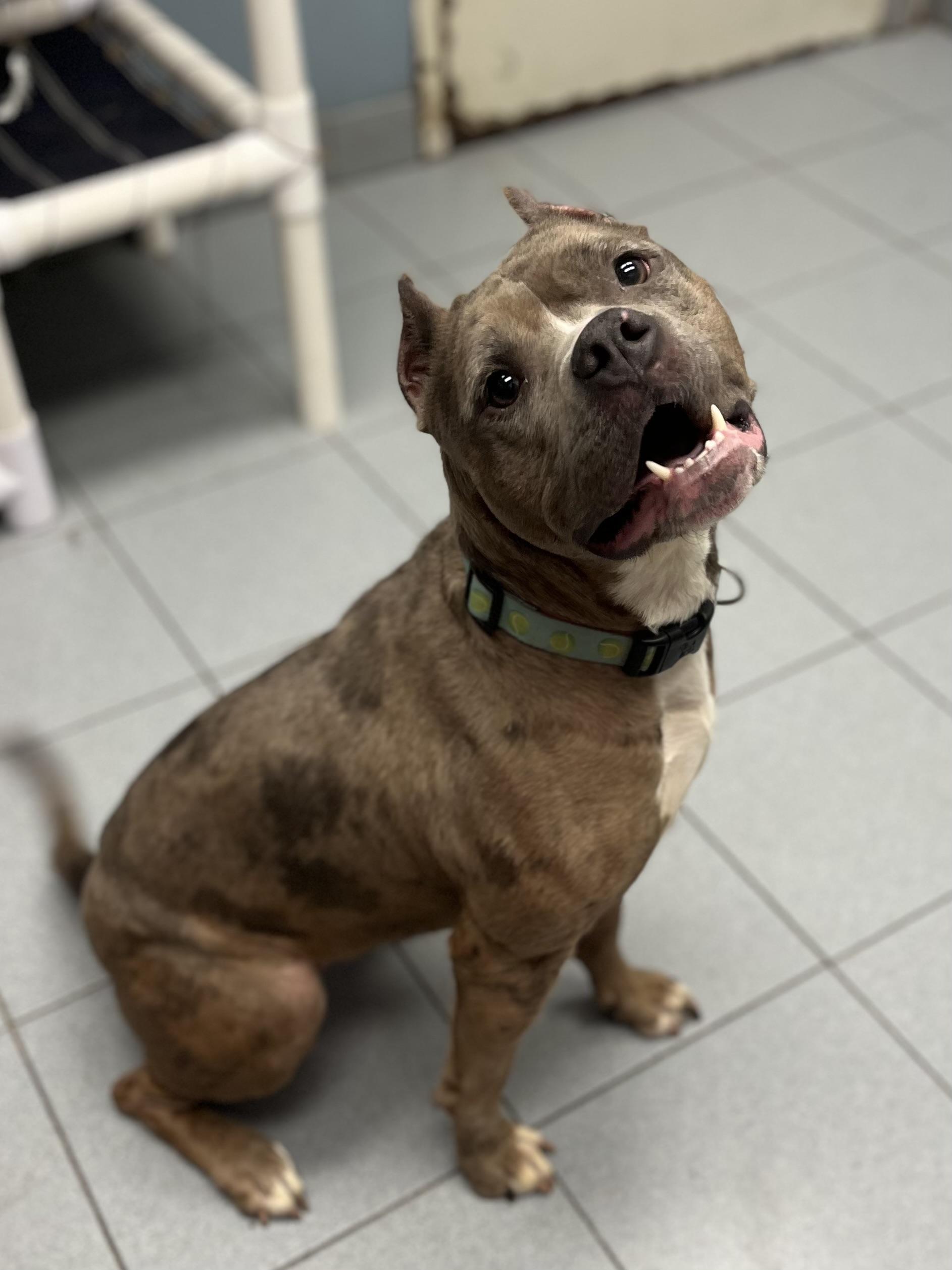 Moira — thumbnail 2