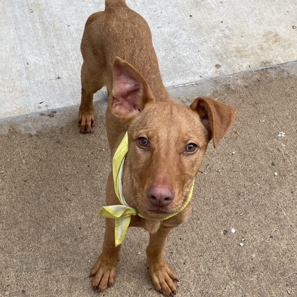 Conner, Adoptable, Puppy Male Hound.