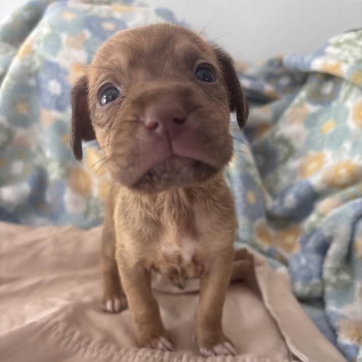Minnow, Adoptable, Puppy Female Labrador Retriever & Mixed Breed.