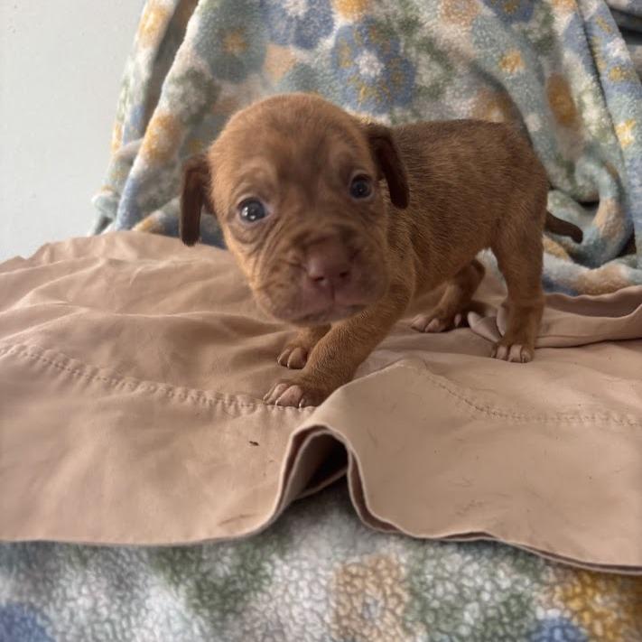 Minnow, a Adoptable mixed breed in North Charleston, SC image 2/3