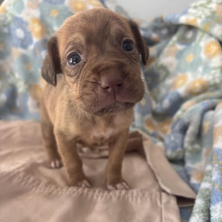 Minnow, a Adoptable mixed breed in North Charleston, SC image 3/3
