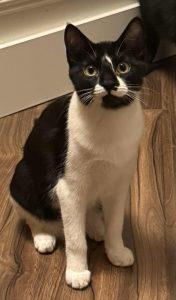Grumpy Spice, ADOPTABLE, Kitten Male Domestic Short Hair.