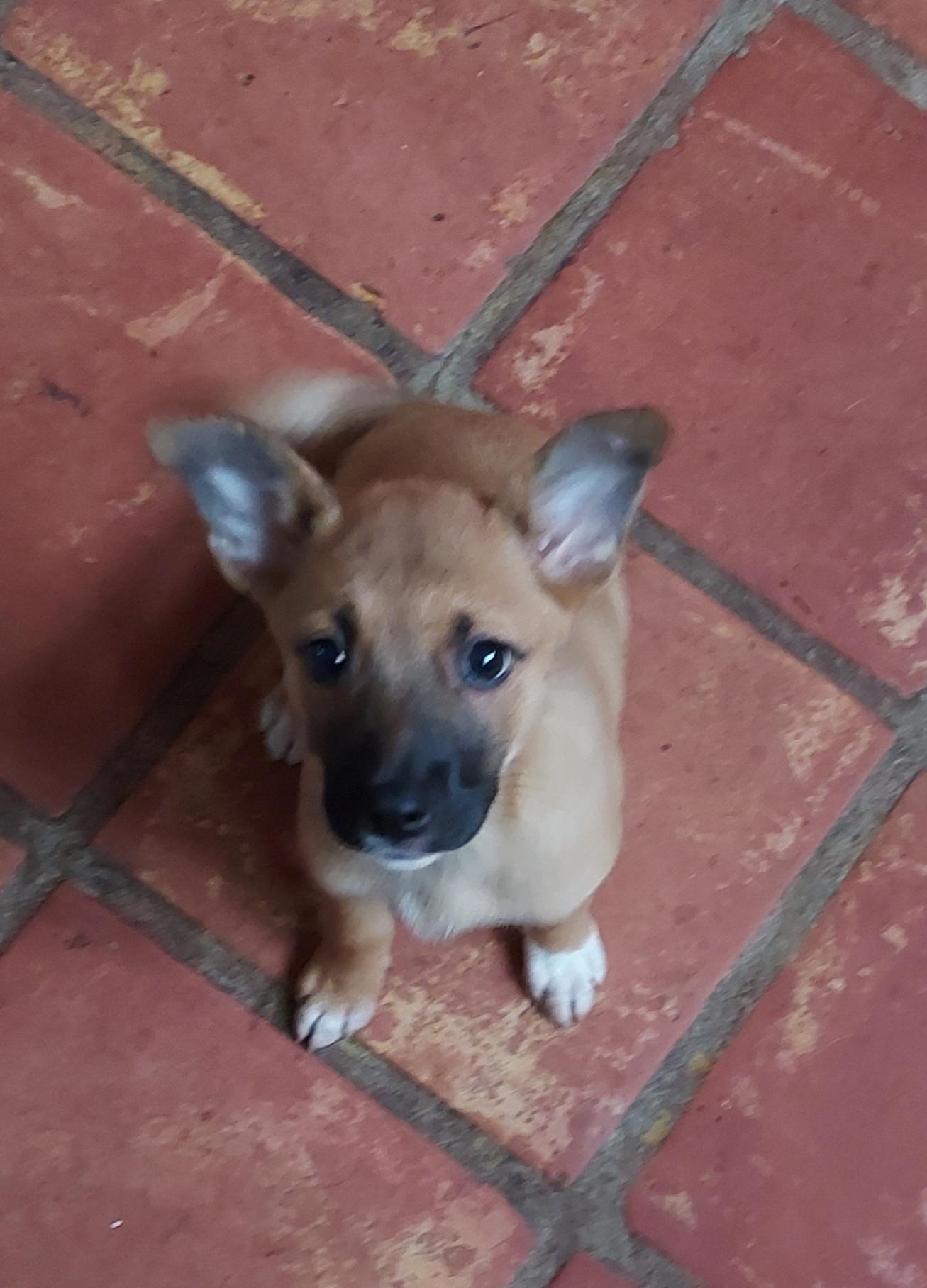 Enlarge Juniper Juni Puppy, a Adoptable mixed breed in Ellijay, GA image 1/6