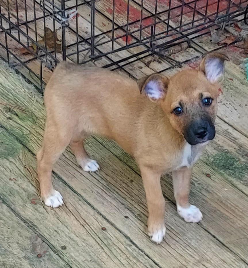 Enlarge Juniper Juni Puppy, a Adoptable mixed breed in Ellijay, GA image 4/6