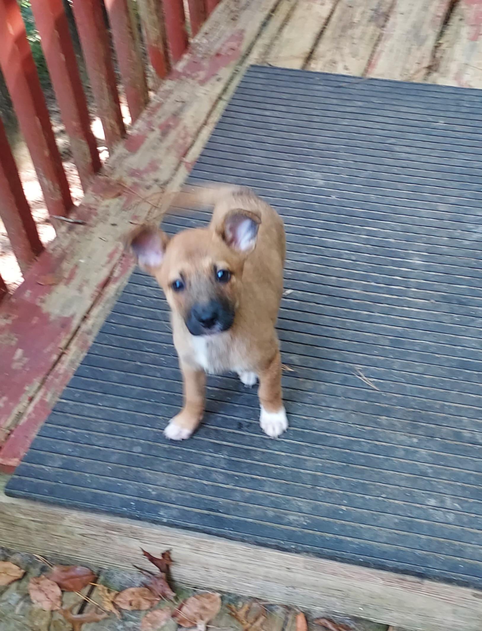 Juniper Juni Puppy thumbnail 5