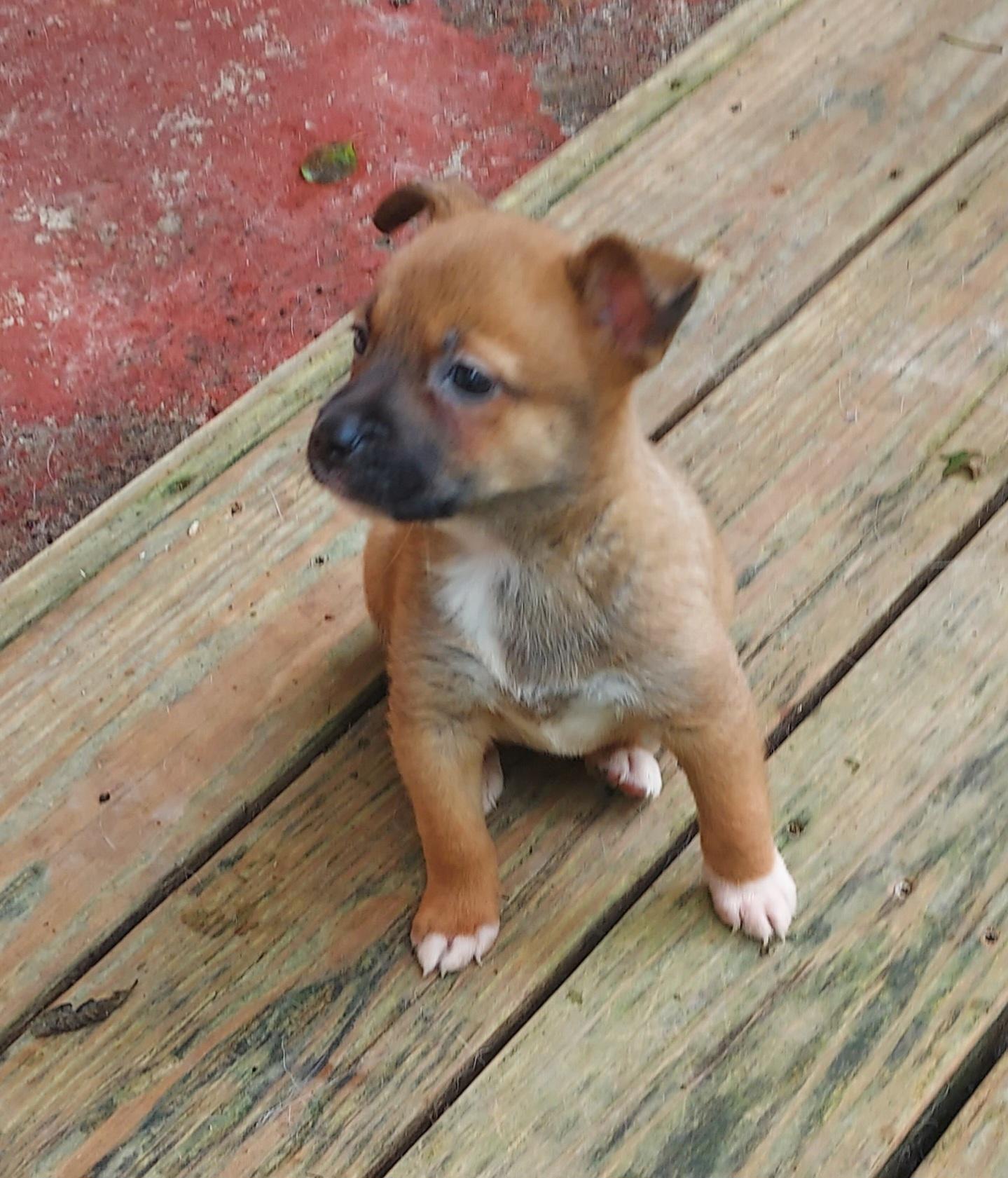 Enlarge Juniper Juni Puppy, a Adoptable mixed breed in Ellijay, GA image 6/6