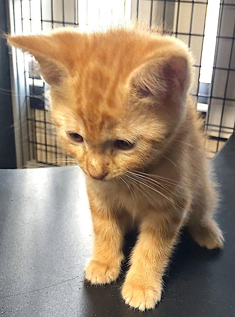 Zippy, a Adopted Domestic Short Hair in Albemarle, NC image 1/2