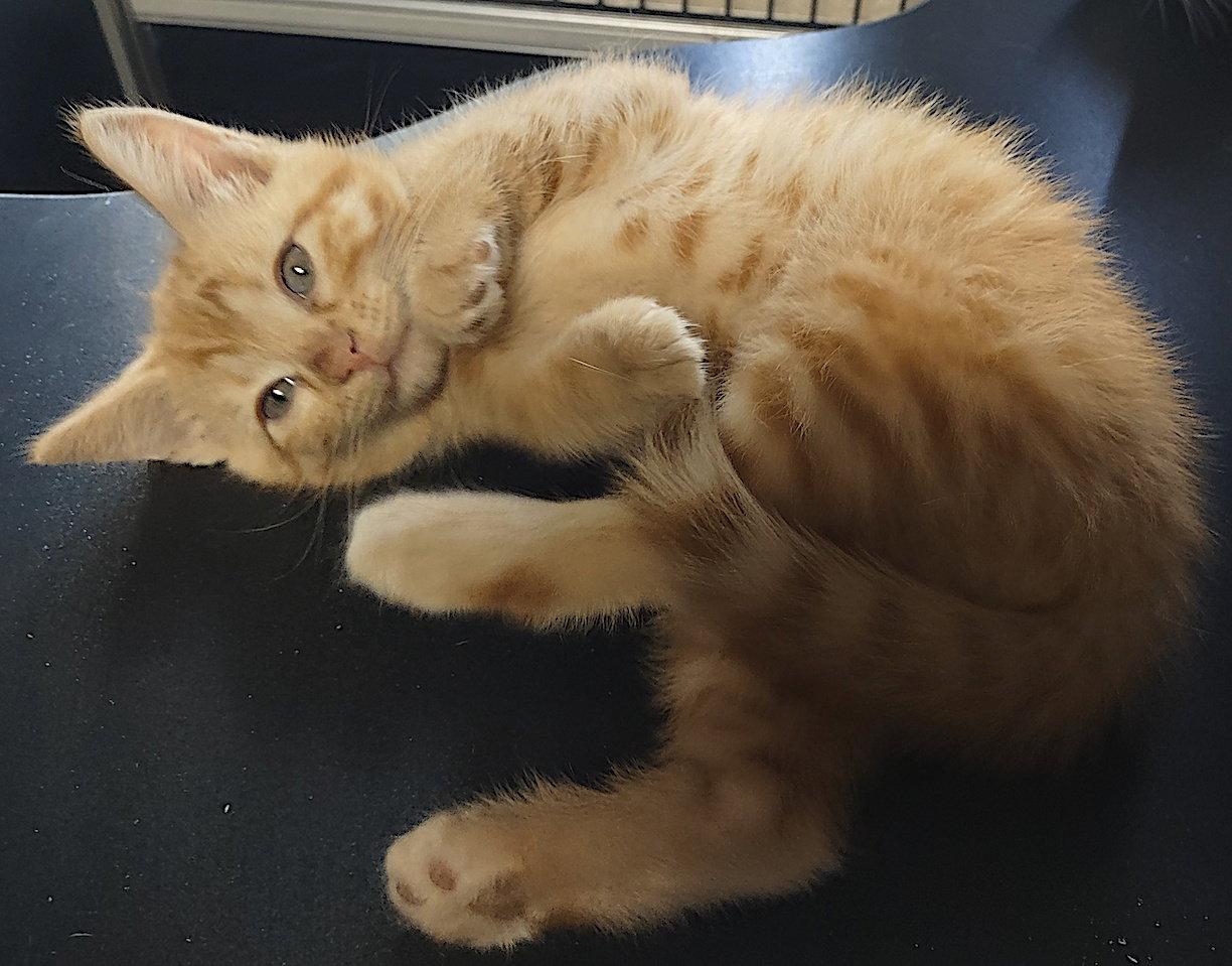 Zippy, a Adopted Domestic Short Hair in Albemarle, NC image 2/2