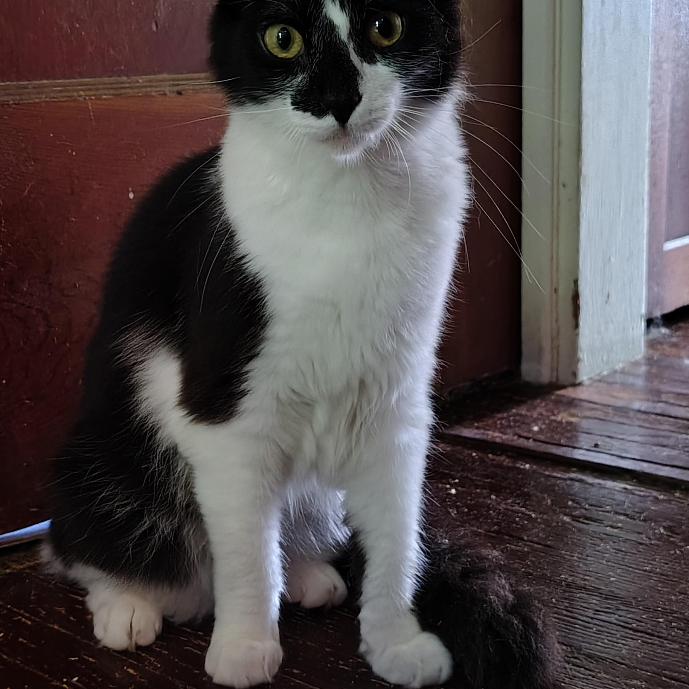 Twig and Leaf, a Adoptable Domestic Medium Hair in Buffalo, NY image 4/5