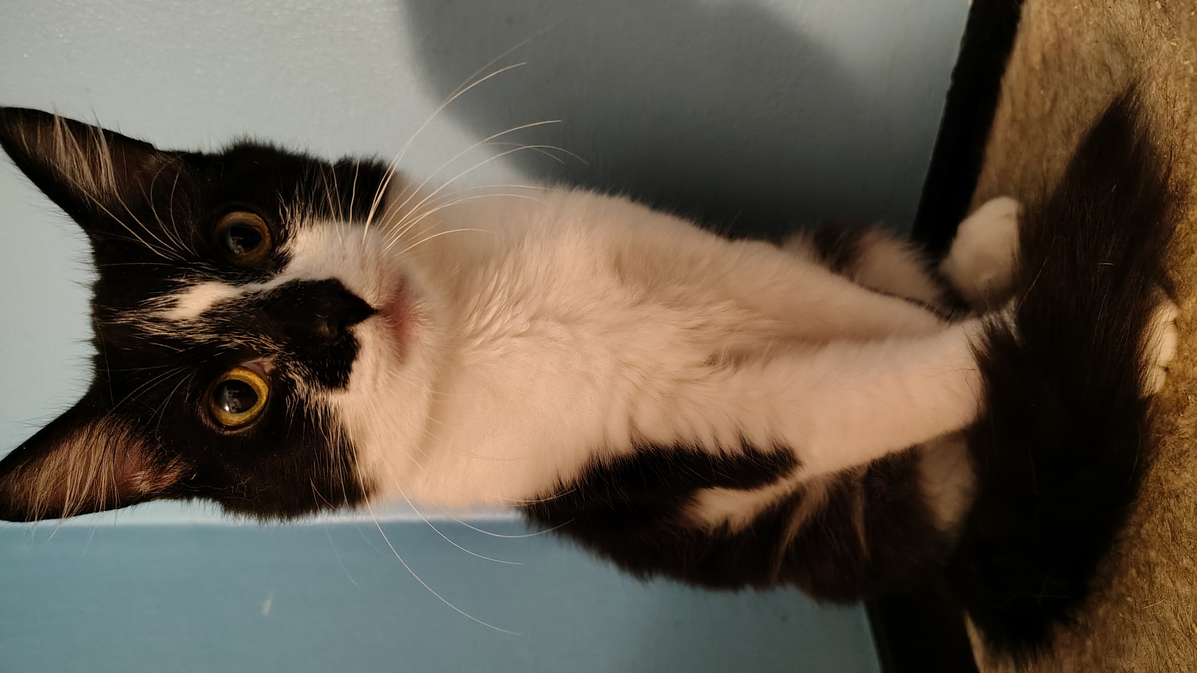 Twig and Leaf, a Adoptable Domestic Medium Hair in Buffalo, NY image 2/5