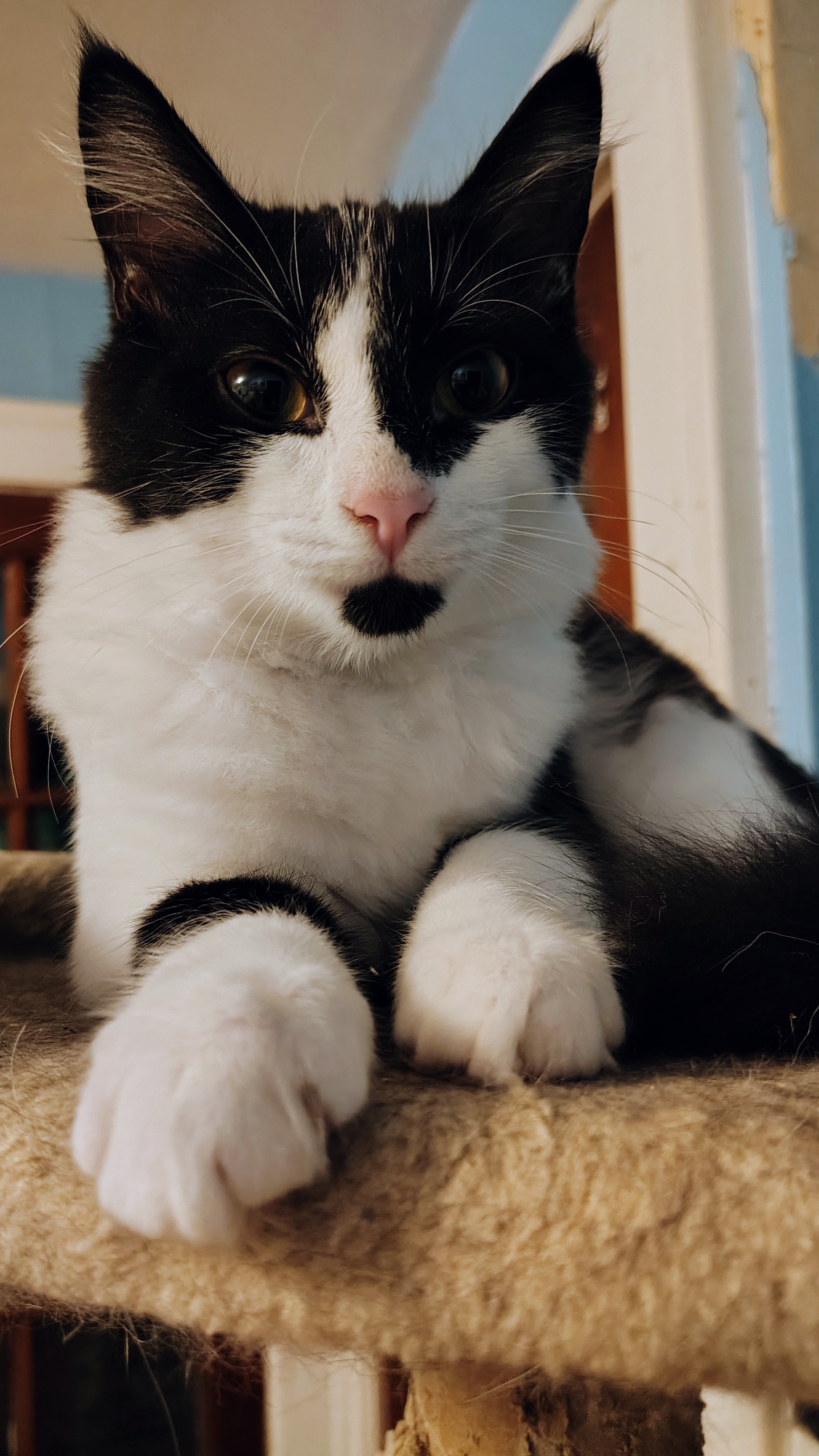 Twig and Leaf, a Adoptable Domestic Medium Hair in Buffalo, NY image 3/5