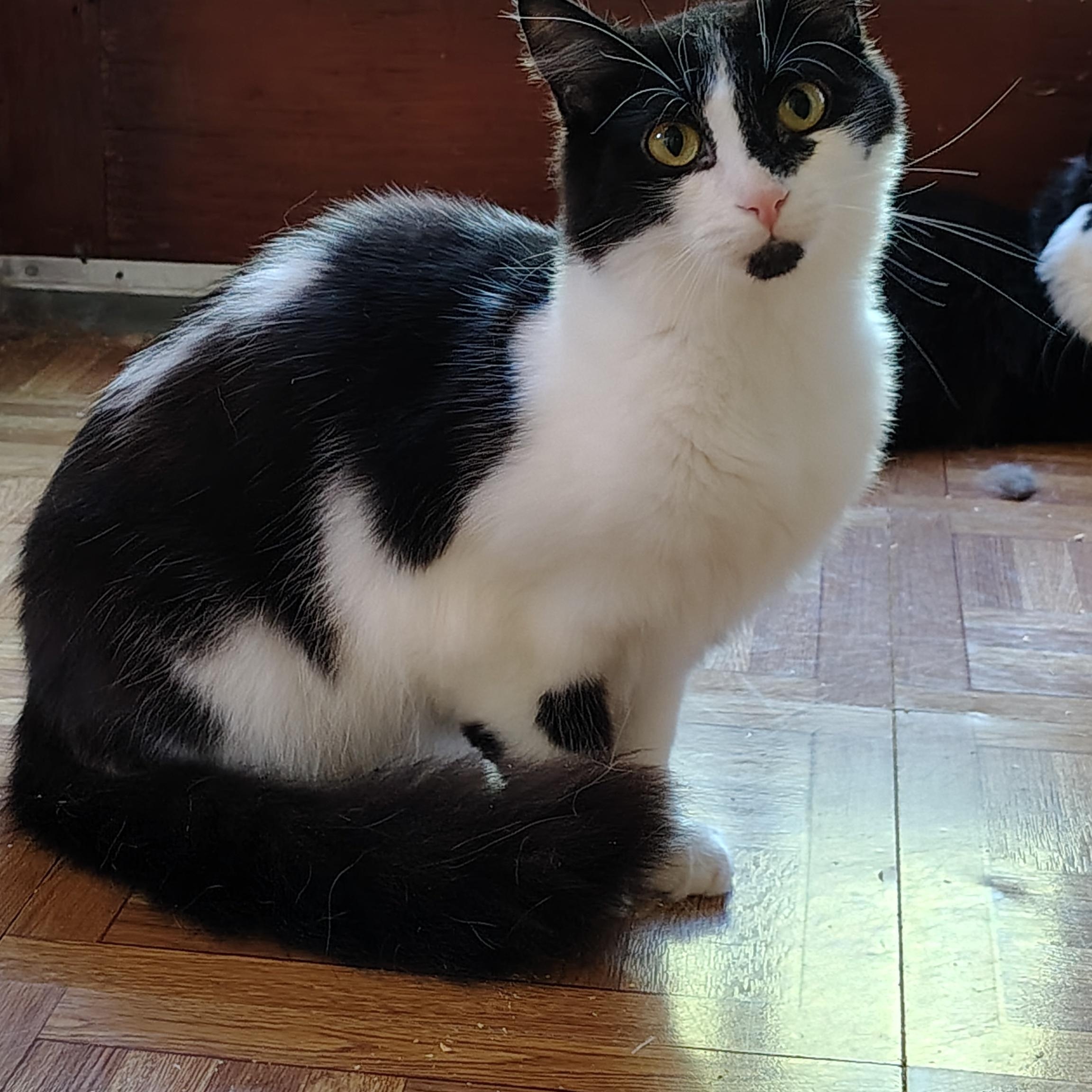 Twig and Leaf, a Adoptable Domestic Medium Hair in Buffalo, NY image 1/5