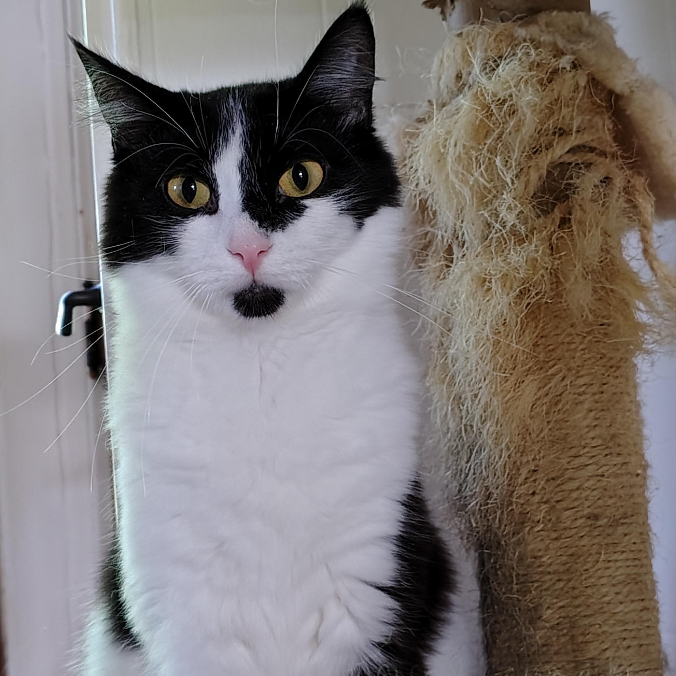 Twig and Leaf, a Adoptable Domestic Medium Hair in Buffalo, NY image 5/5