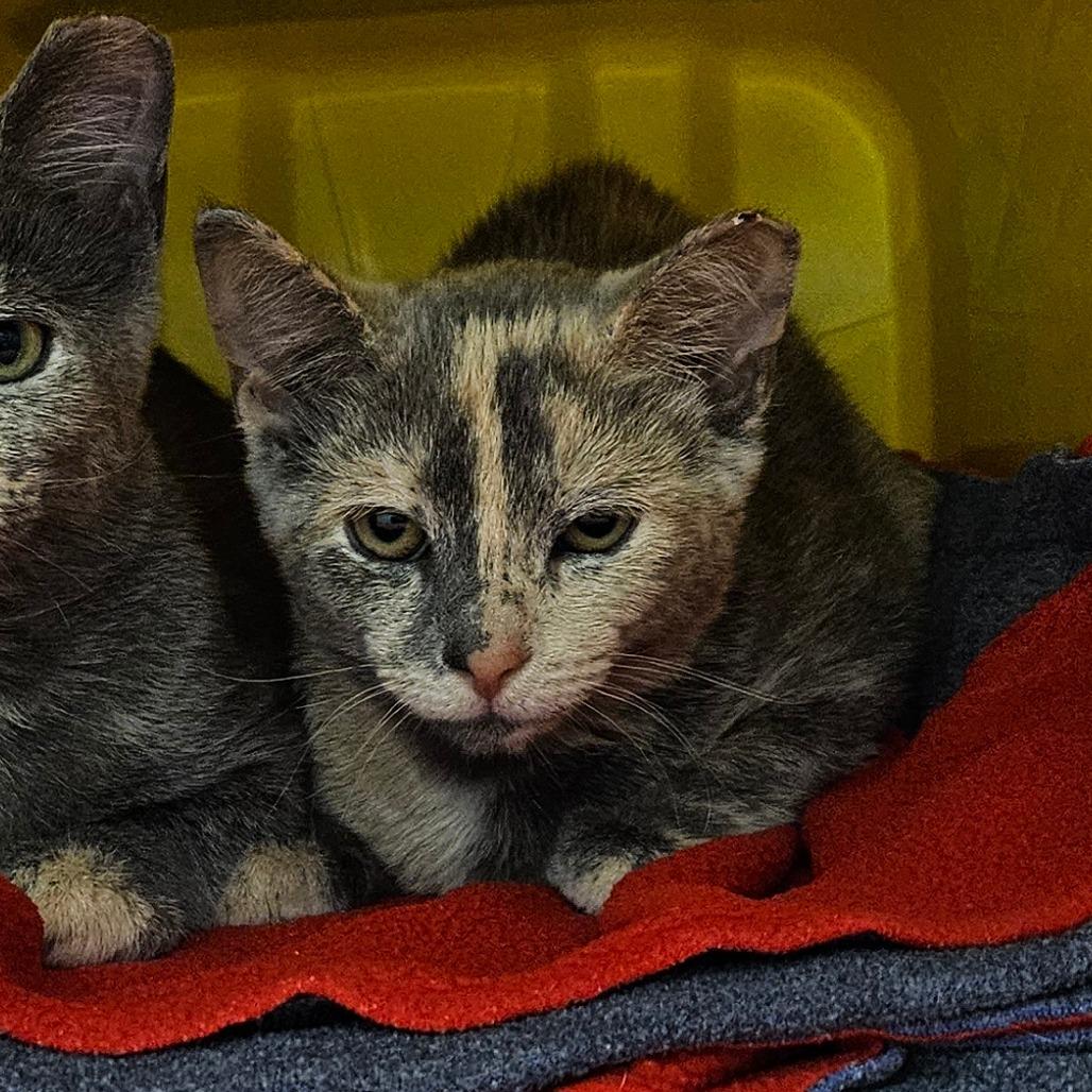 Enlarge Kiska, a Adoptable Domestic Short Hair in Oneonta, NY image 1/2