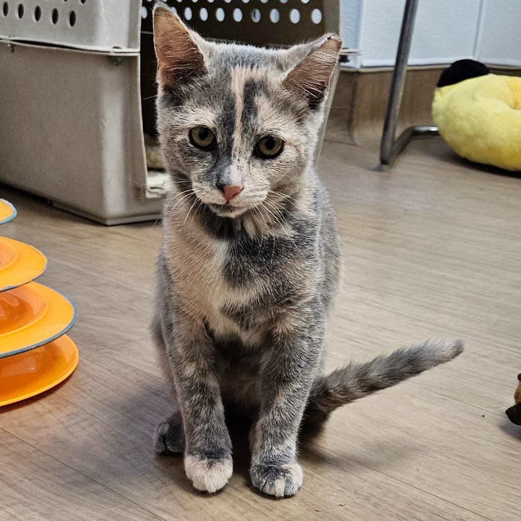 Enlarge Kiska, a Adoptable Domestic Short Hair in Oneonta, NY image 2/2
