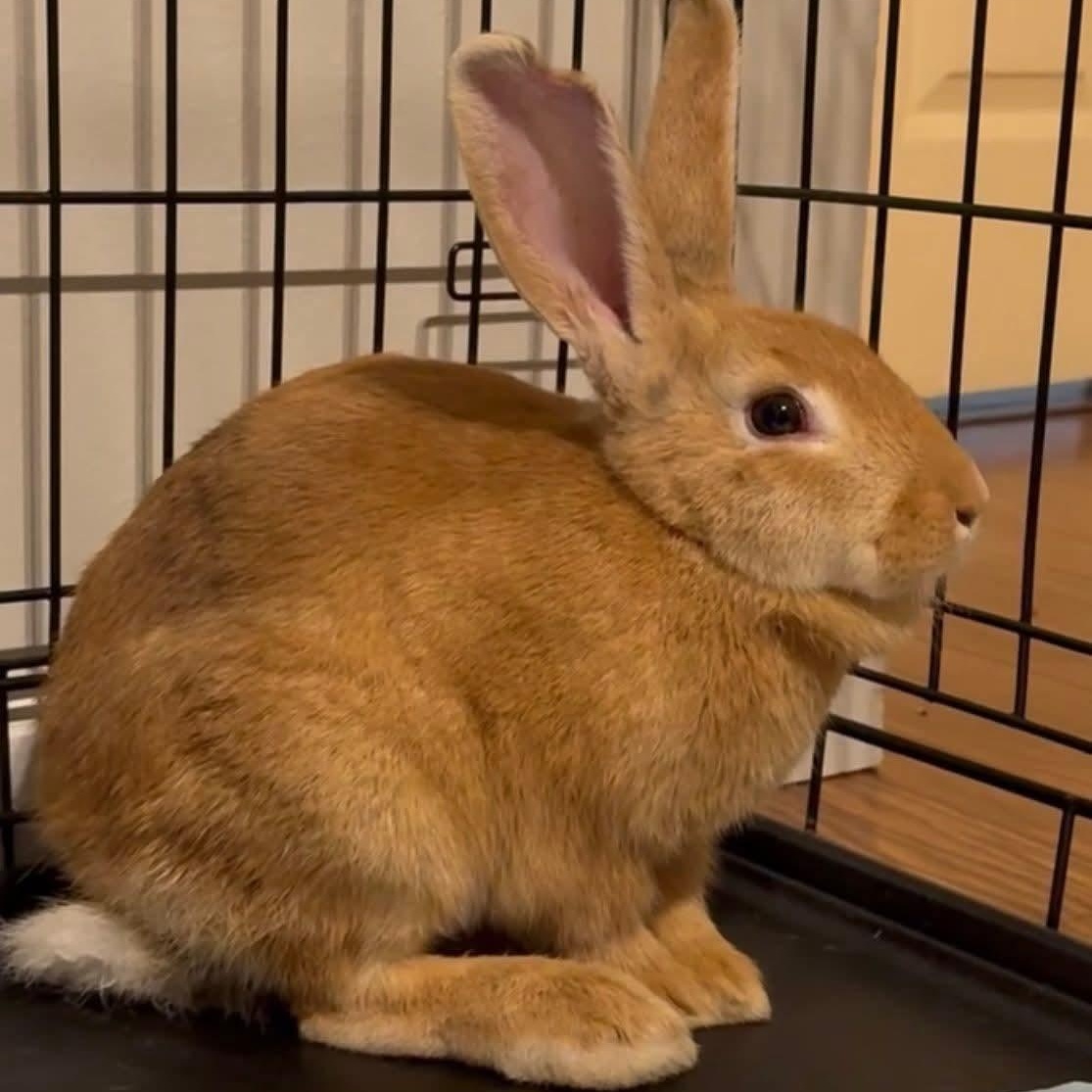 HannahBun, Adoptable, Baby Male New Zealand.