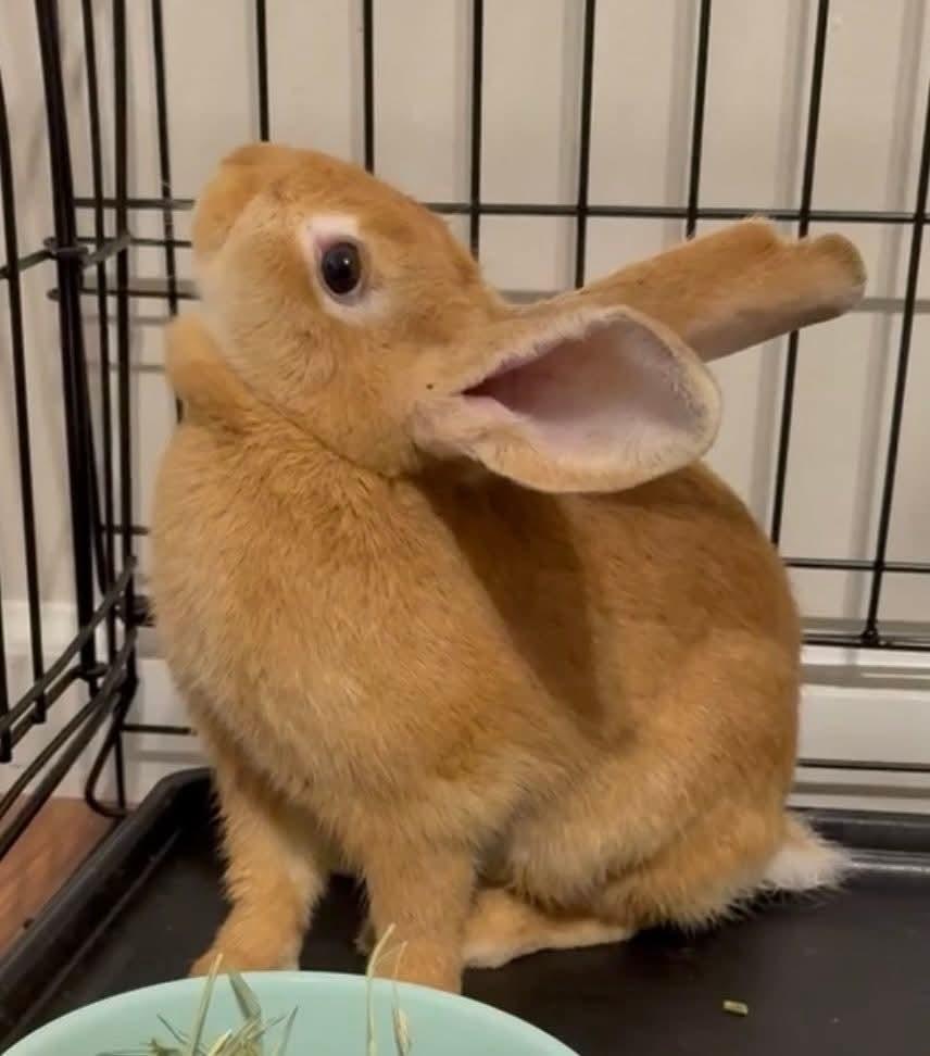 Enlarge HannahBun, a Adoptable mixed breed in Paradis, LA image 2/3
