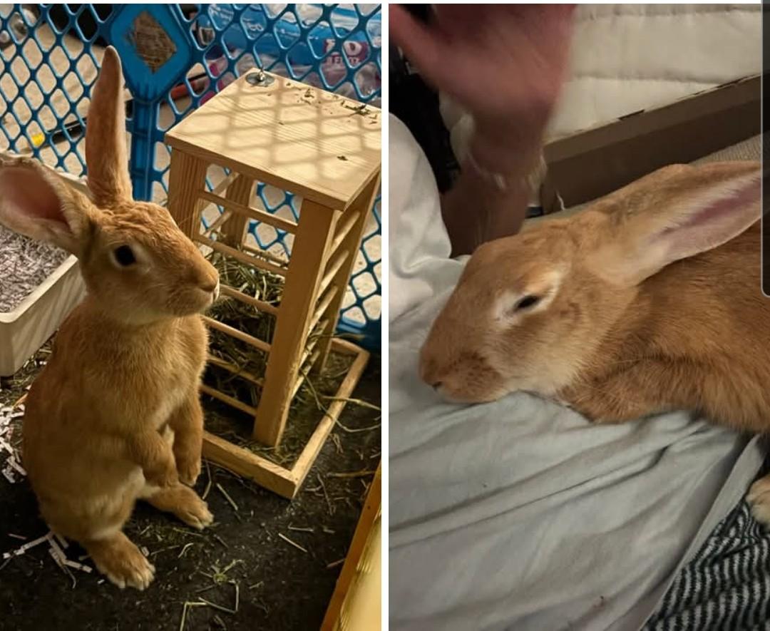 Enlarge HannahBun, a Adoptable mixed breed in Paradis, LA image 3/3