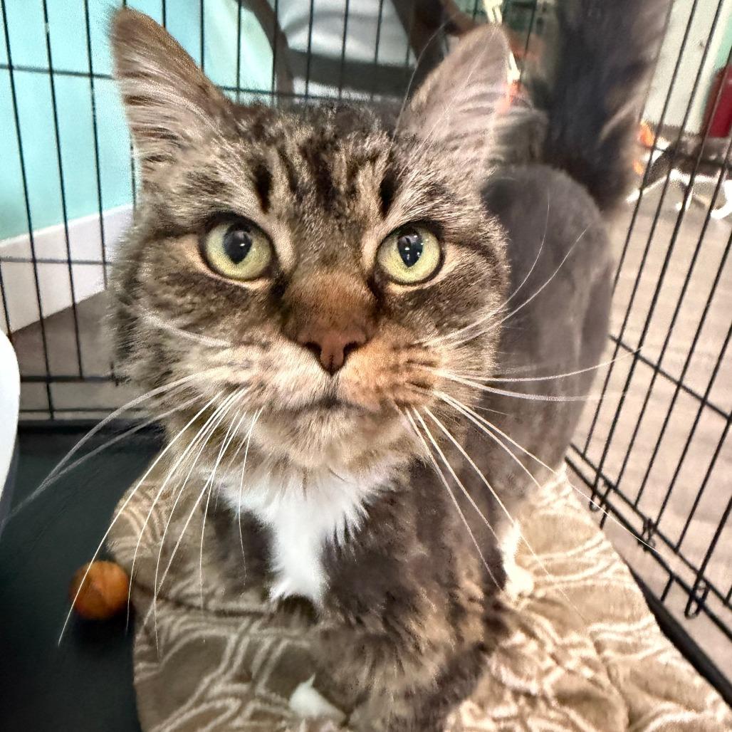 Sadie, a Adoptable Domestic Long Hair in Marion, VA image 2/2