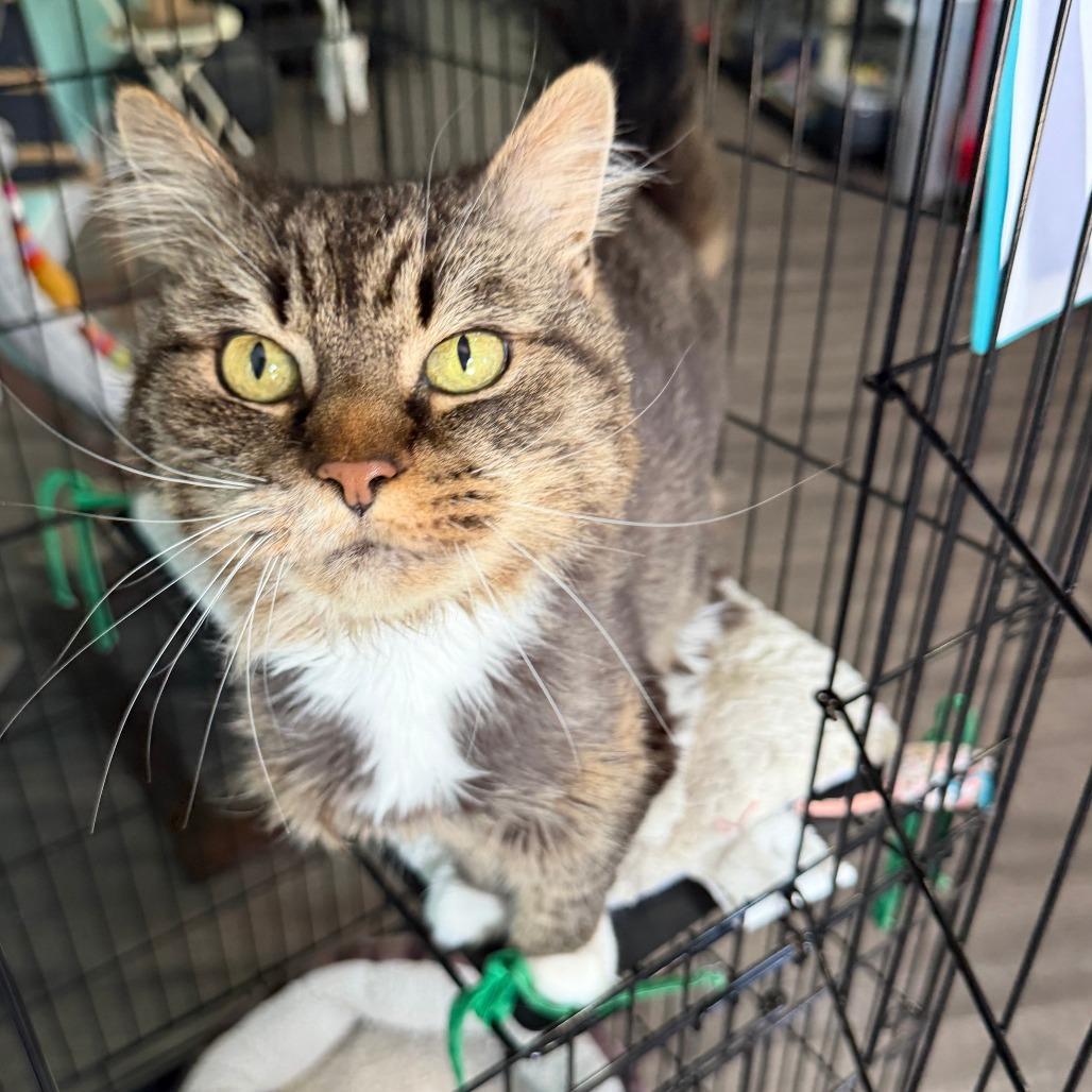 Sadie, a Adoptable Domestic Long Hair in Marion, VA image 3/5