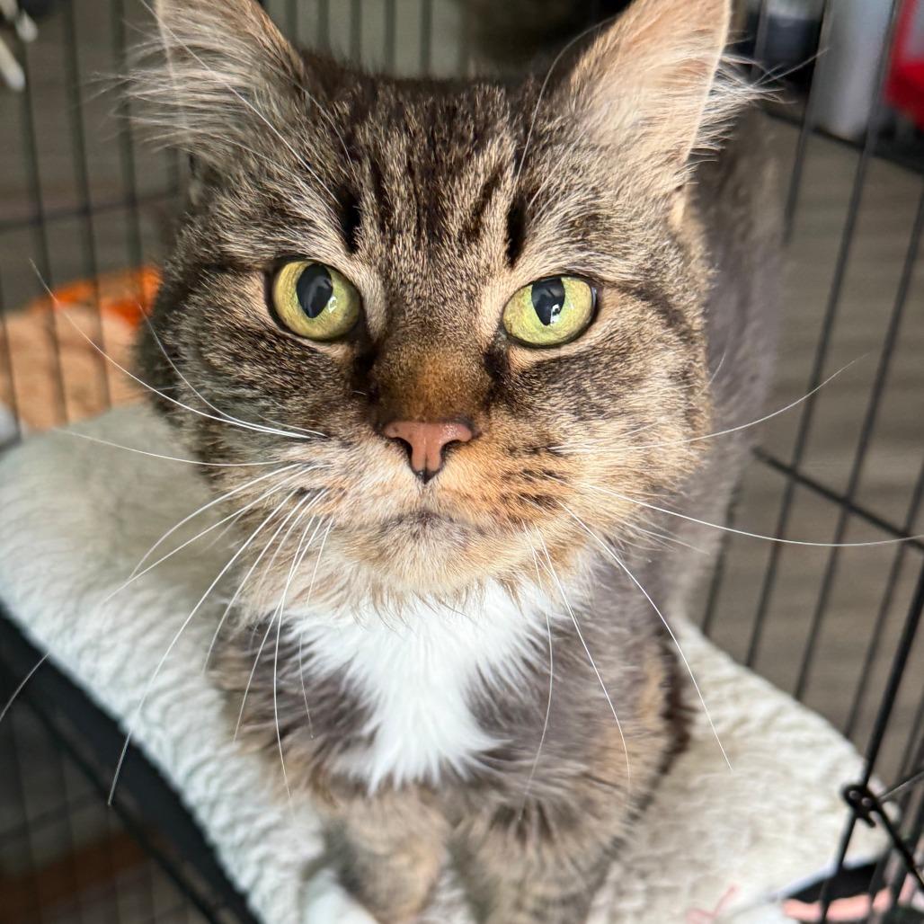 Sadie, a Adoptable Domestic Long Hair in Marion, VA image 4/5