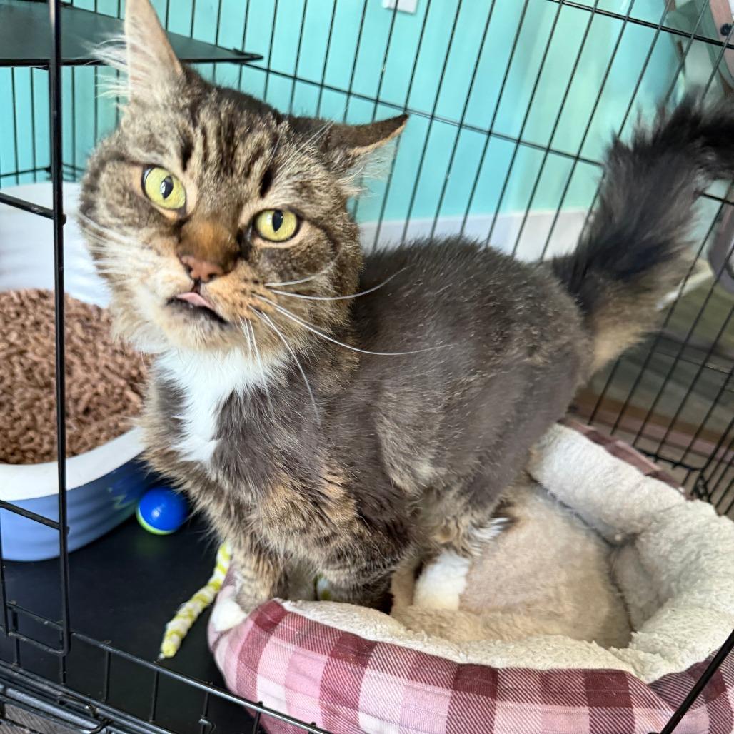 Sadie, a Adoptable Domestic Long Hair in Marion, VA image 5/5