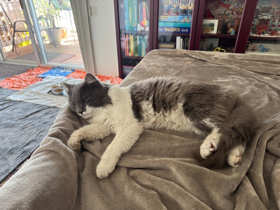 Enlarge Dusty, an adopted Domestic Long Hair in Oceanside, CA image 5/6