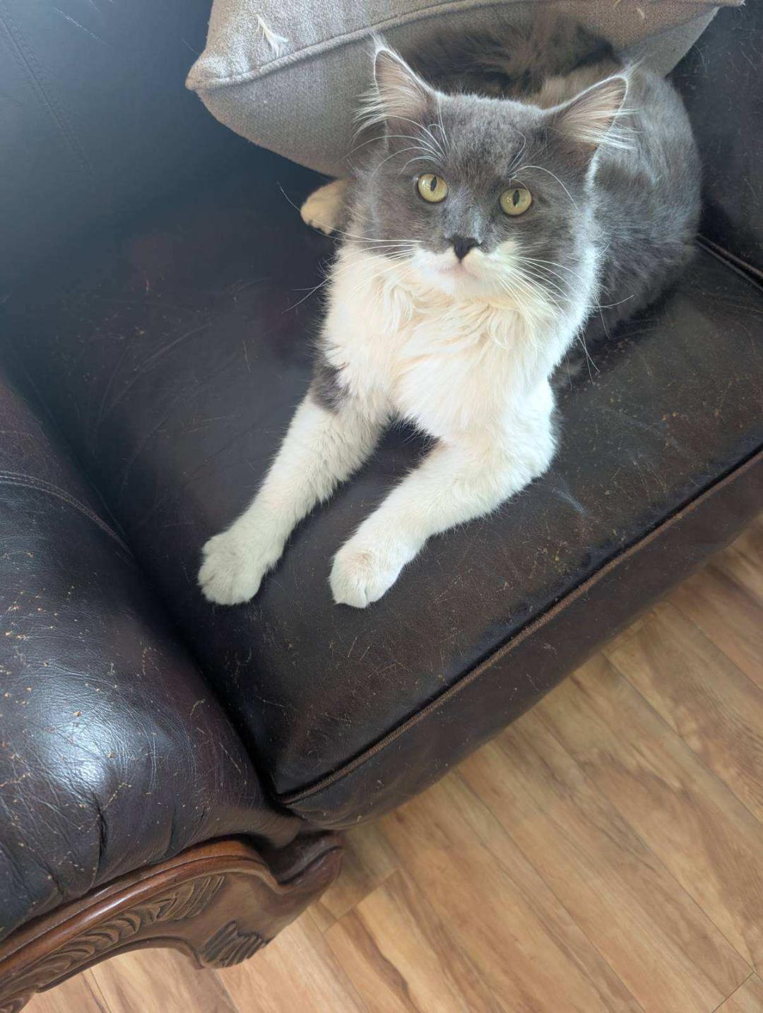 Enlarge Dusty, an adopted Domestic Long Hair in Oceanside, CA image 3/6