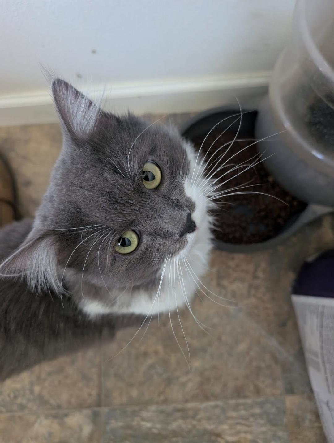 Enlarge Dusty, an adopted Domestic Long Hair in Oceanside, CA image 6/6