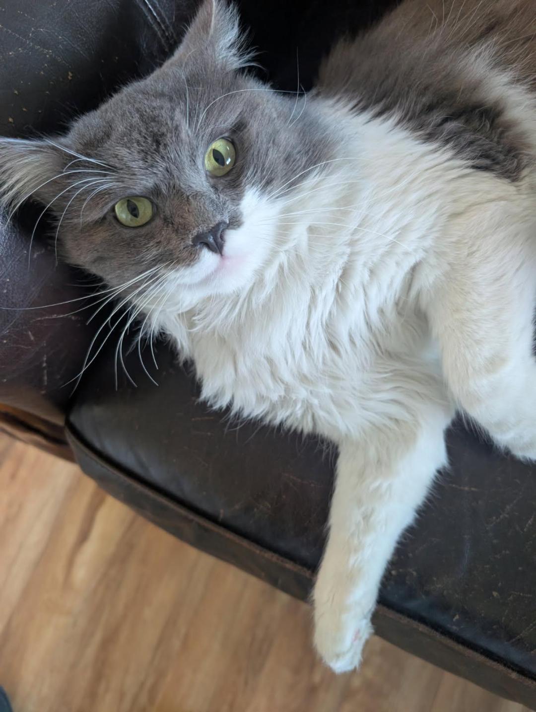 Enlarge Dusty, an adopted Domestic Long Hair in Oceanside, CA image 4/6