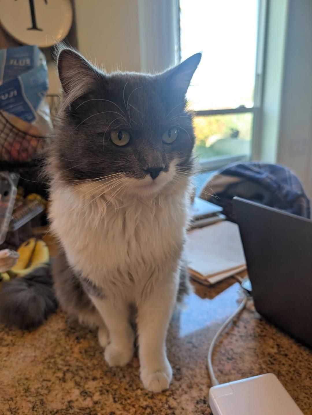 Enlarge Dusty, an adopted Domestic Long Hair in Oceanside, CA image 2/6