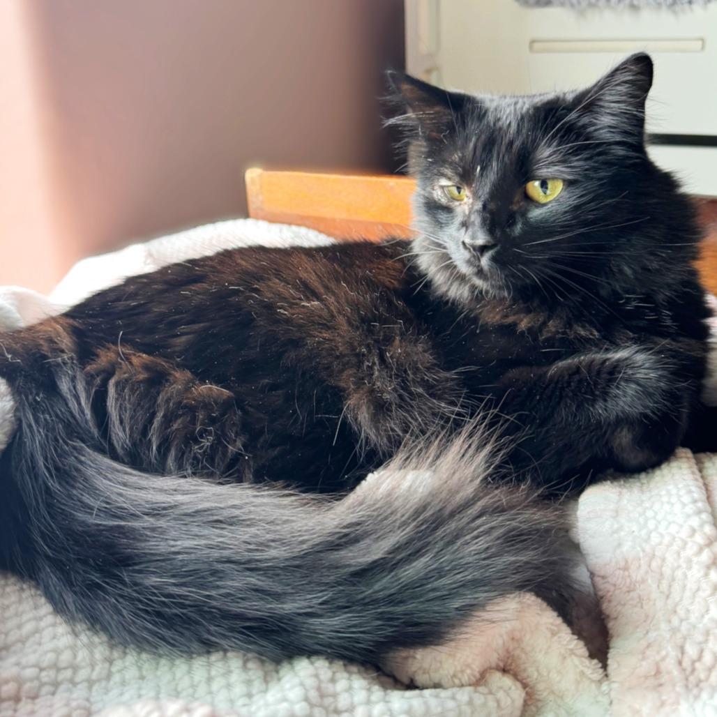 Astoria, a Adoptable Domestic Long Hair in Milbank, SD image 1/2