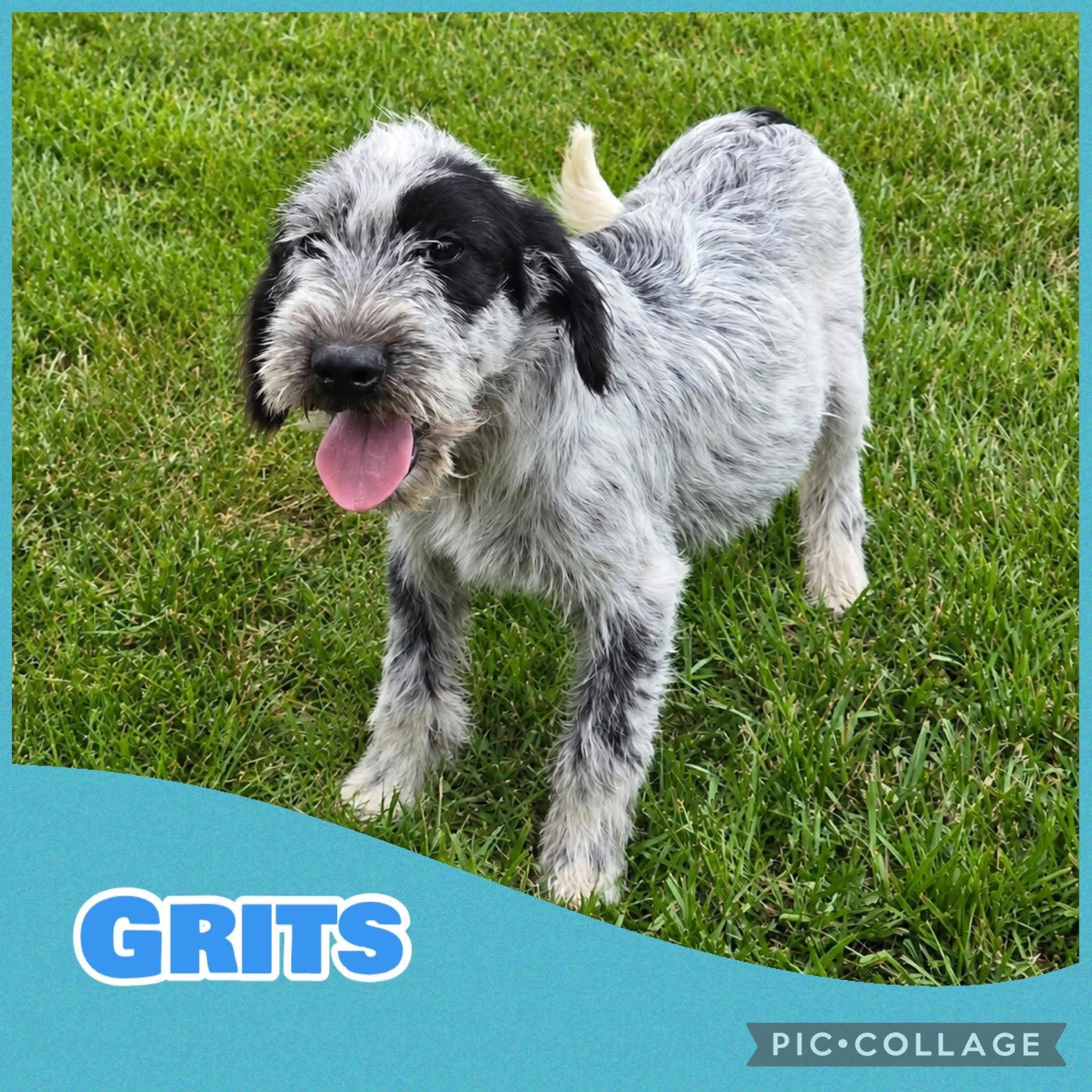 Enlarge Grits, an adopted mixed breed in Ringwood, NJ image 1/1