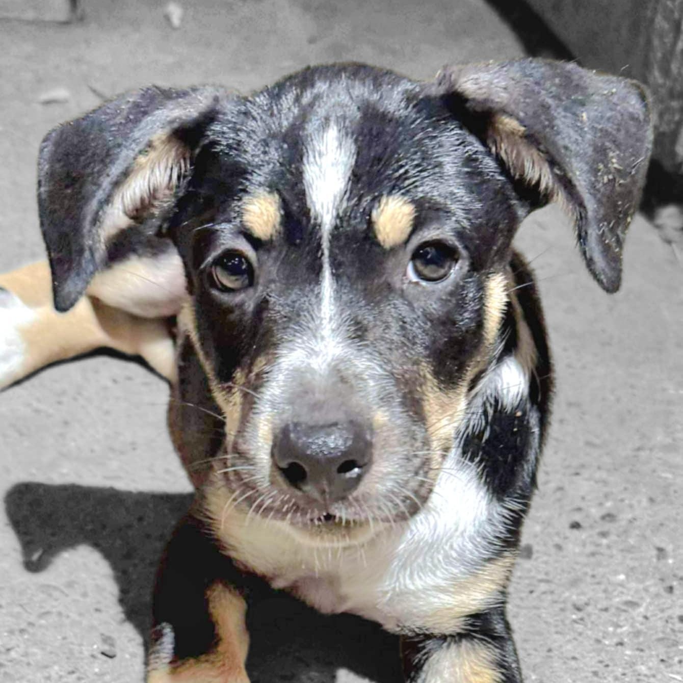 Mycroft Bones, an adoptable Cattle Dog, Australian Cattle Dog / Blue Heeler in Green River, UT, 84525 | Photo Image 4