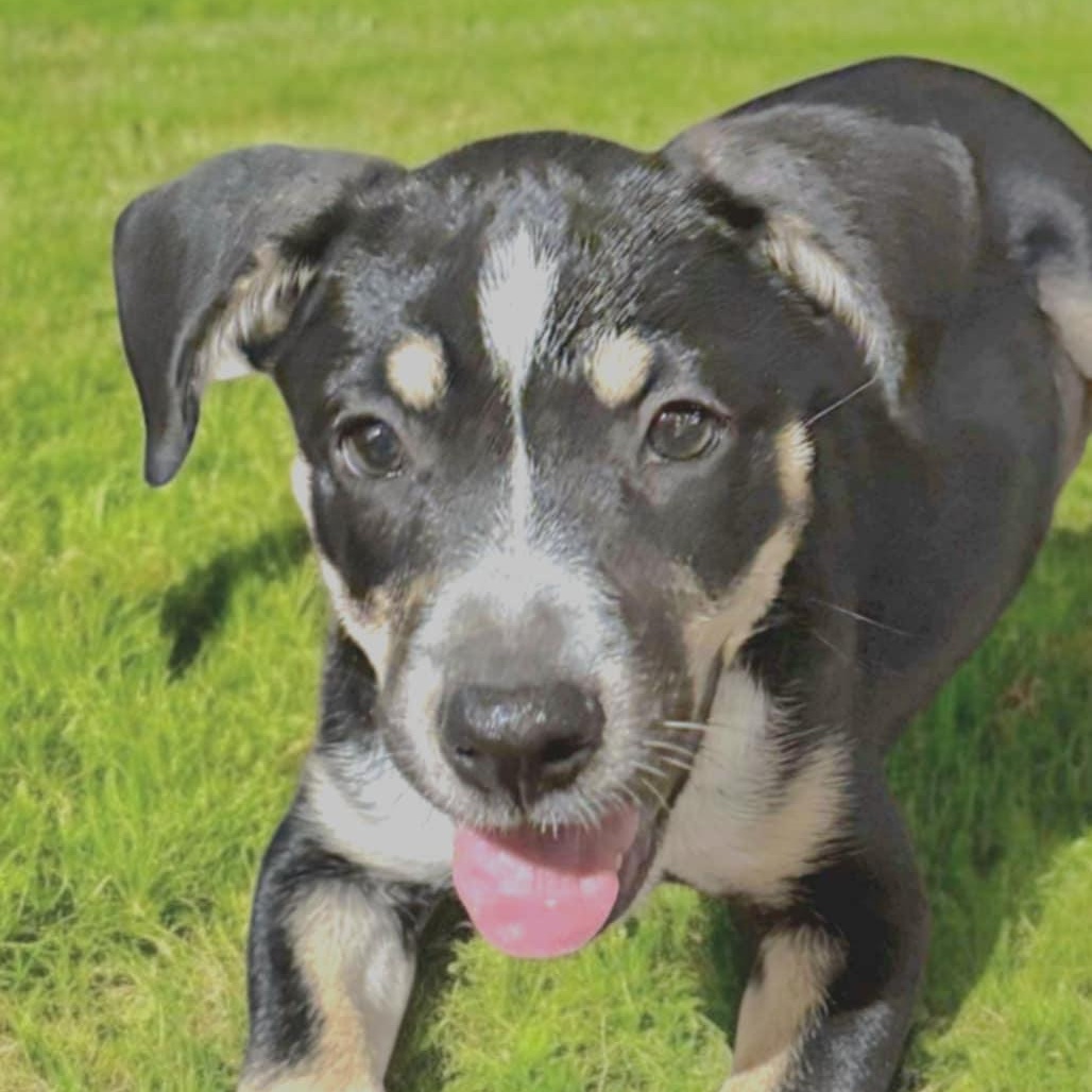 Mycroft Bones, an adoptable Cattle Dog, Australian Cattle Dog / Blue Heeler in Green River, UT, 84525 | Photo Image 6