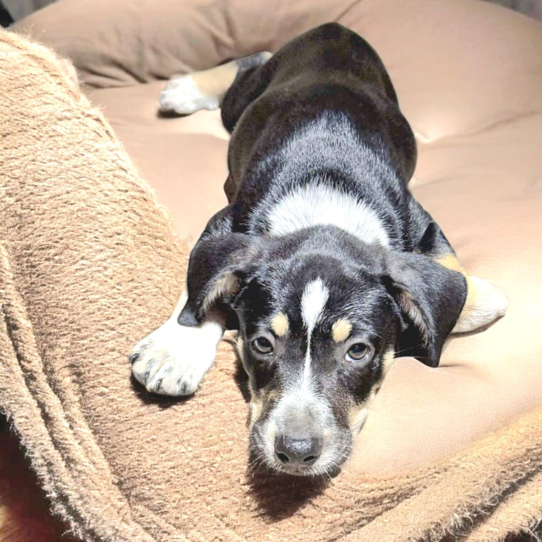 Mycroft Bones, an adoptable Cattle Dog, Australian Cattle Dog / Blue Heeler in Green River, UT, 84525 | Photo Image 3