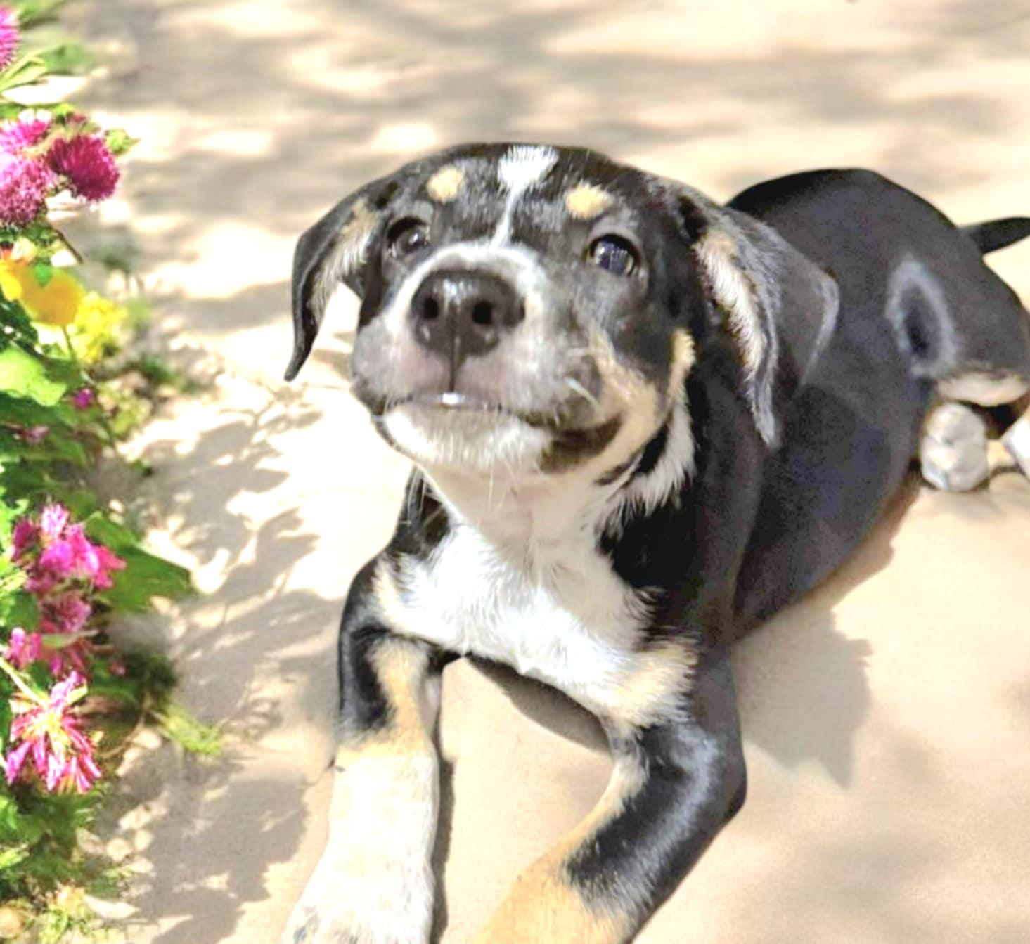 Mycroft Bones, an adoptable Cattle Dog, Australian Cattle Dog / Blue Heeler in Green River, UT, 84525 | Photo Image 2