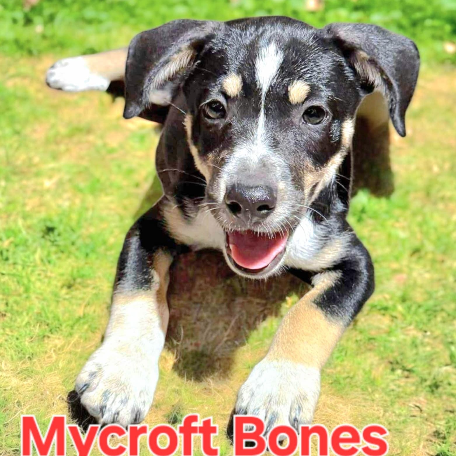 Mycroft Bones, an adoptable Cattle Dog, Australian Cattle Dog / Blue Heeler in Green River, UT, 84525 | Photo Image 1