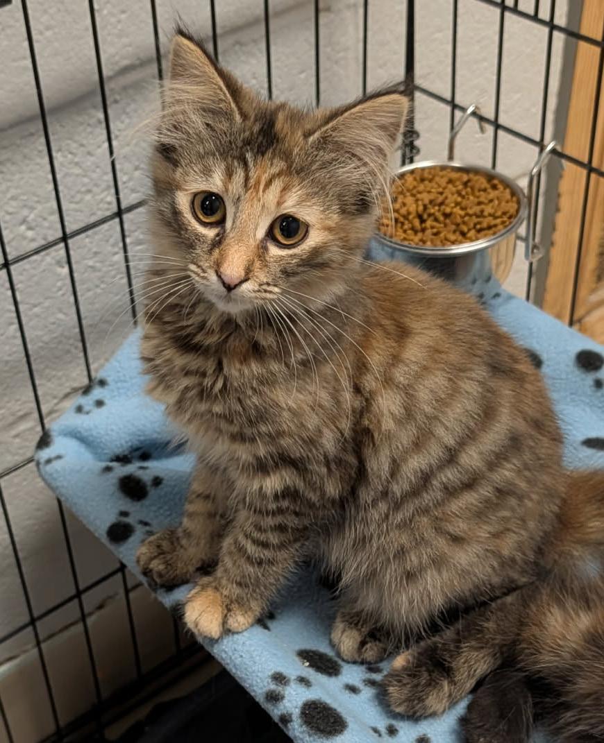 Madeline (Spayed), adopted, Kitten Female Torbie & Domestic Short Hair.