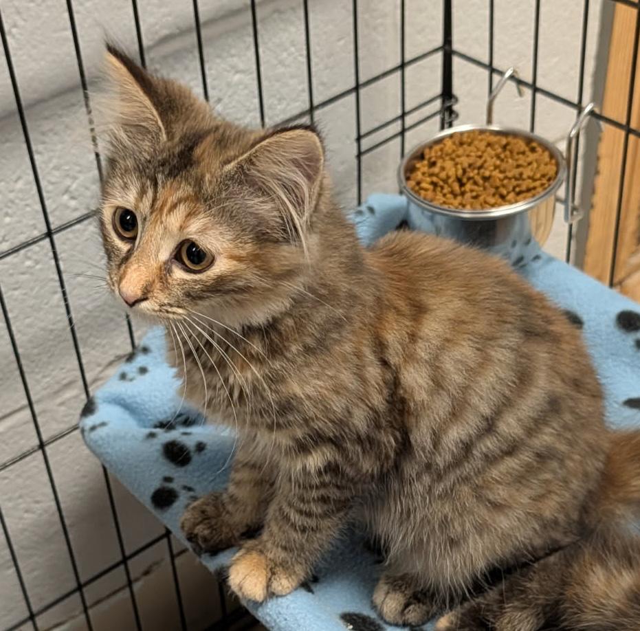 Madeline (Spayed), an adopted mixed breed in Marietta, OH image 4/6