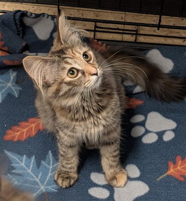 Madeline (Spayed), an adopted mixed breed in Marietta, OH image 2/6