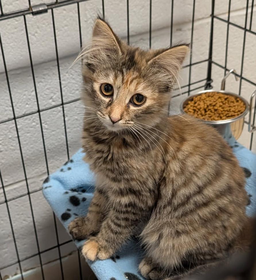Madeline (Spayed), an adopted mixed breed in Marietta, OH image 3/6
