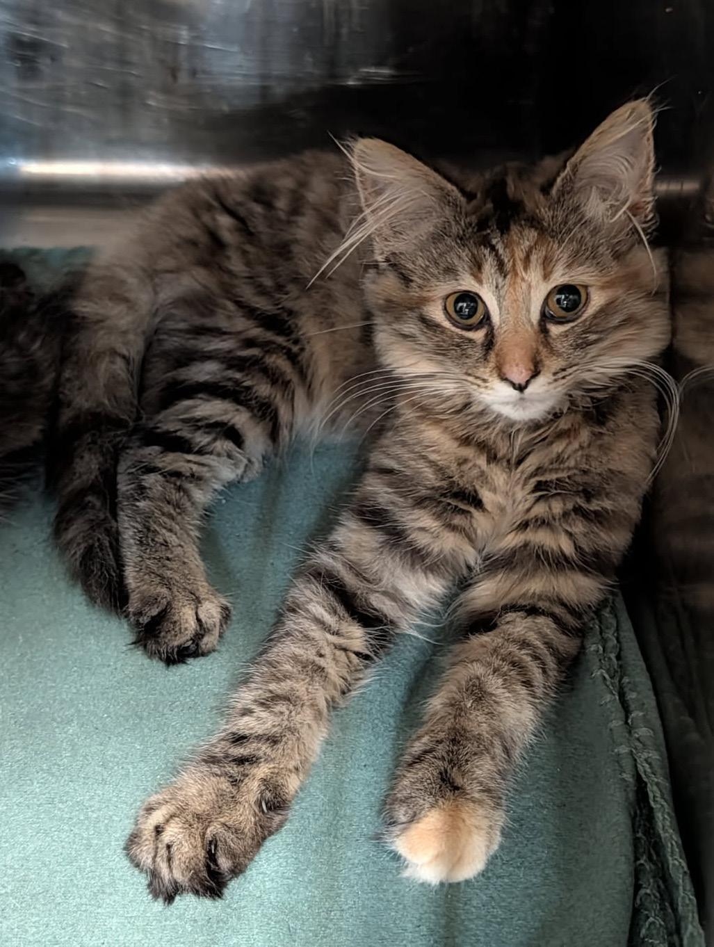 Madeline (Spayed), an adopted mixed breed in Marietta, OH image 6/6
