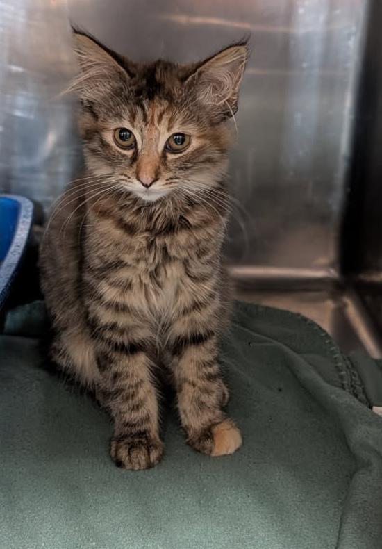 Madeline (Spayed), an adopted mixed breed in Marietta, OH image 5/6