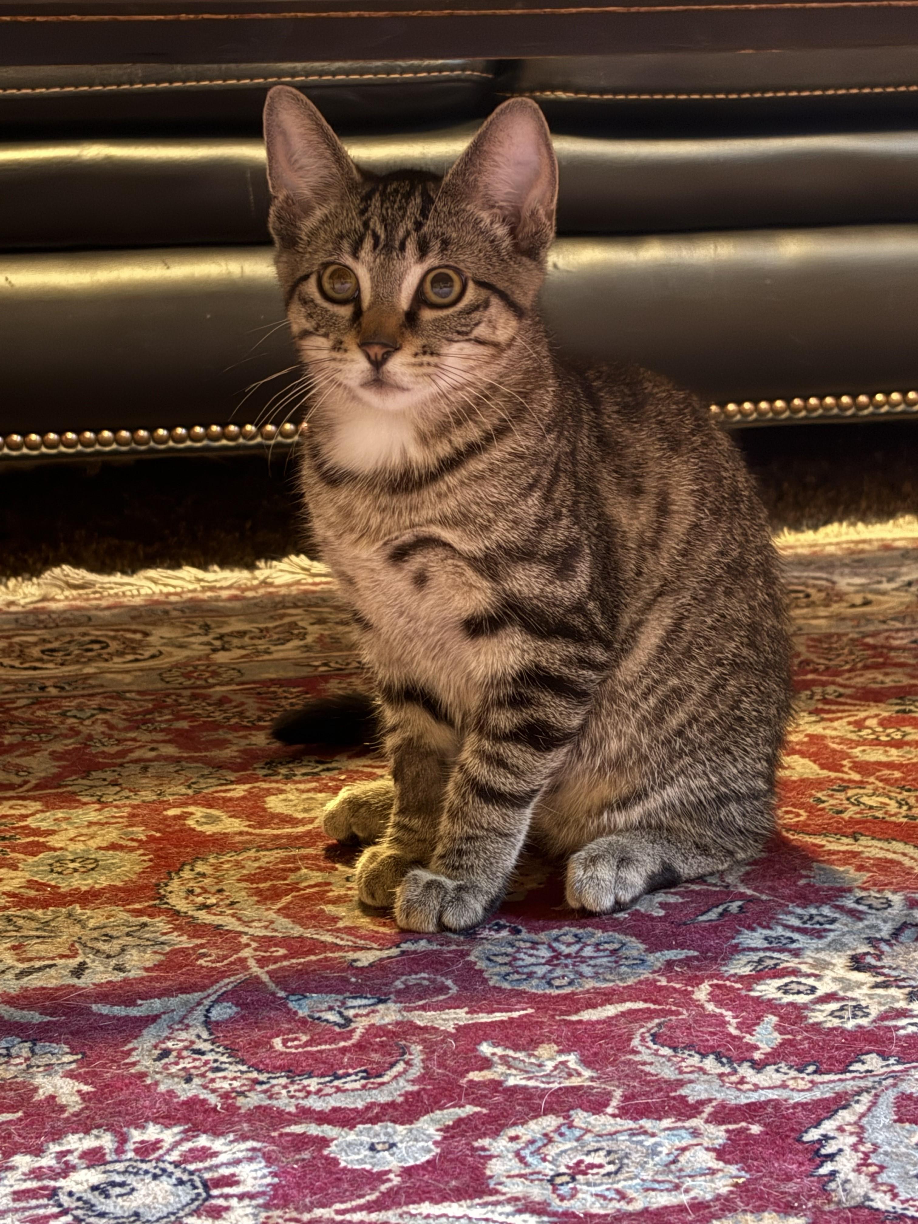 Harley, a ADOPTABLE Domestic Short Hair in Farmington, MN image 3/5