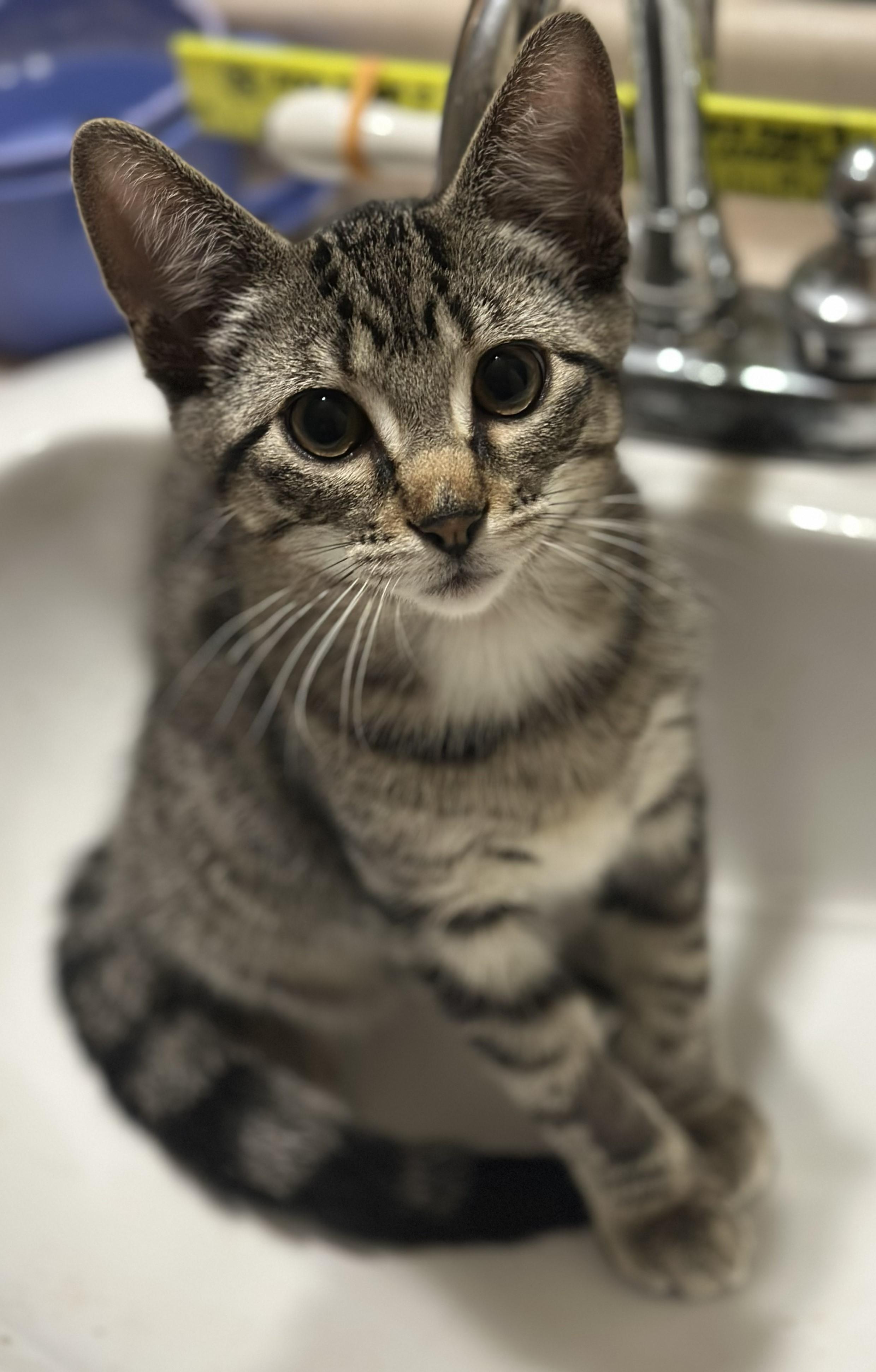 Harley, ADOPTABLE, Kitten Male Domestic Short Hair.