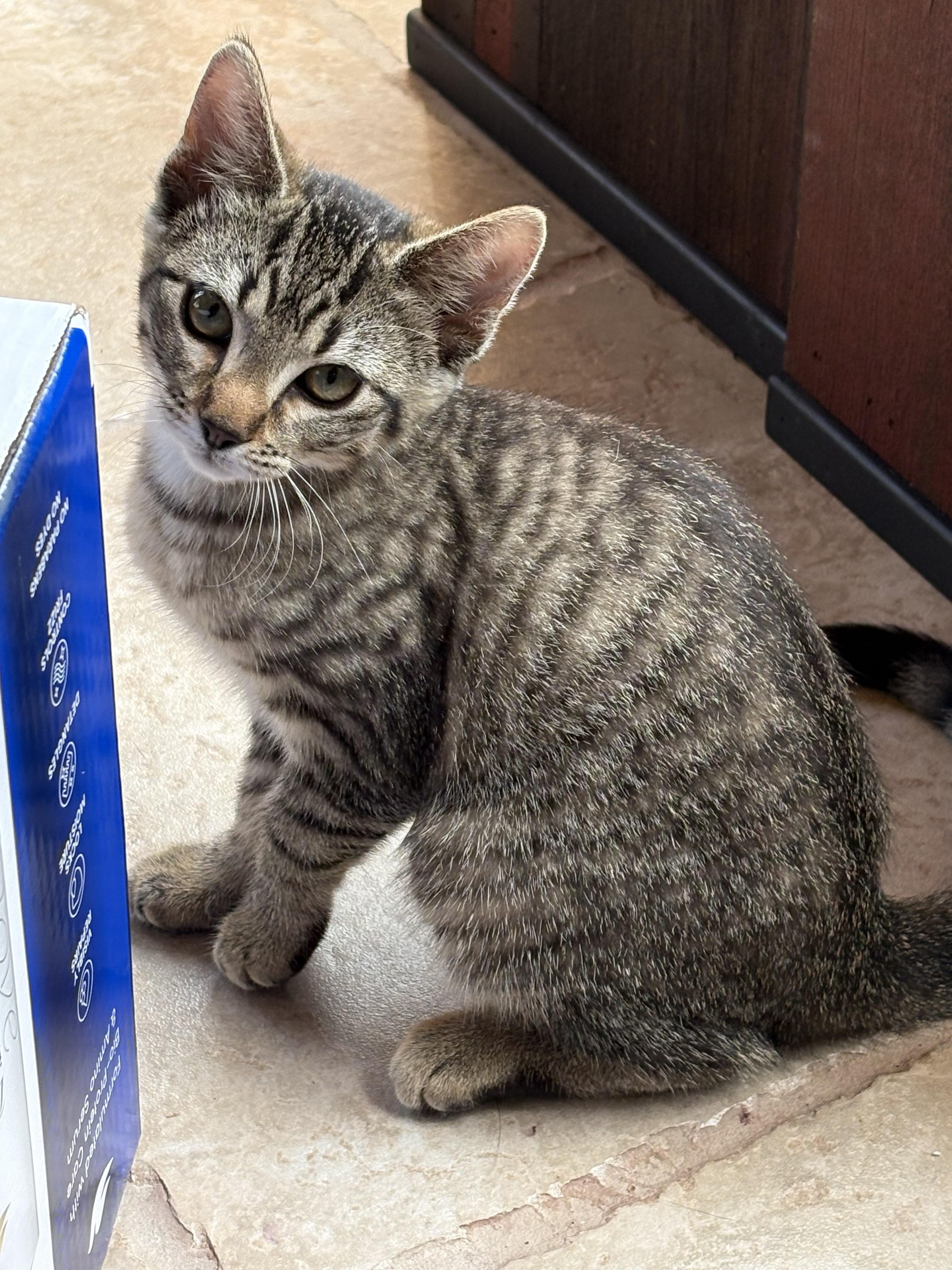 Harley, a ADOPTABLE Domestic Short Hair in Farmington, MN image 4/5