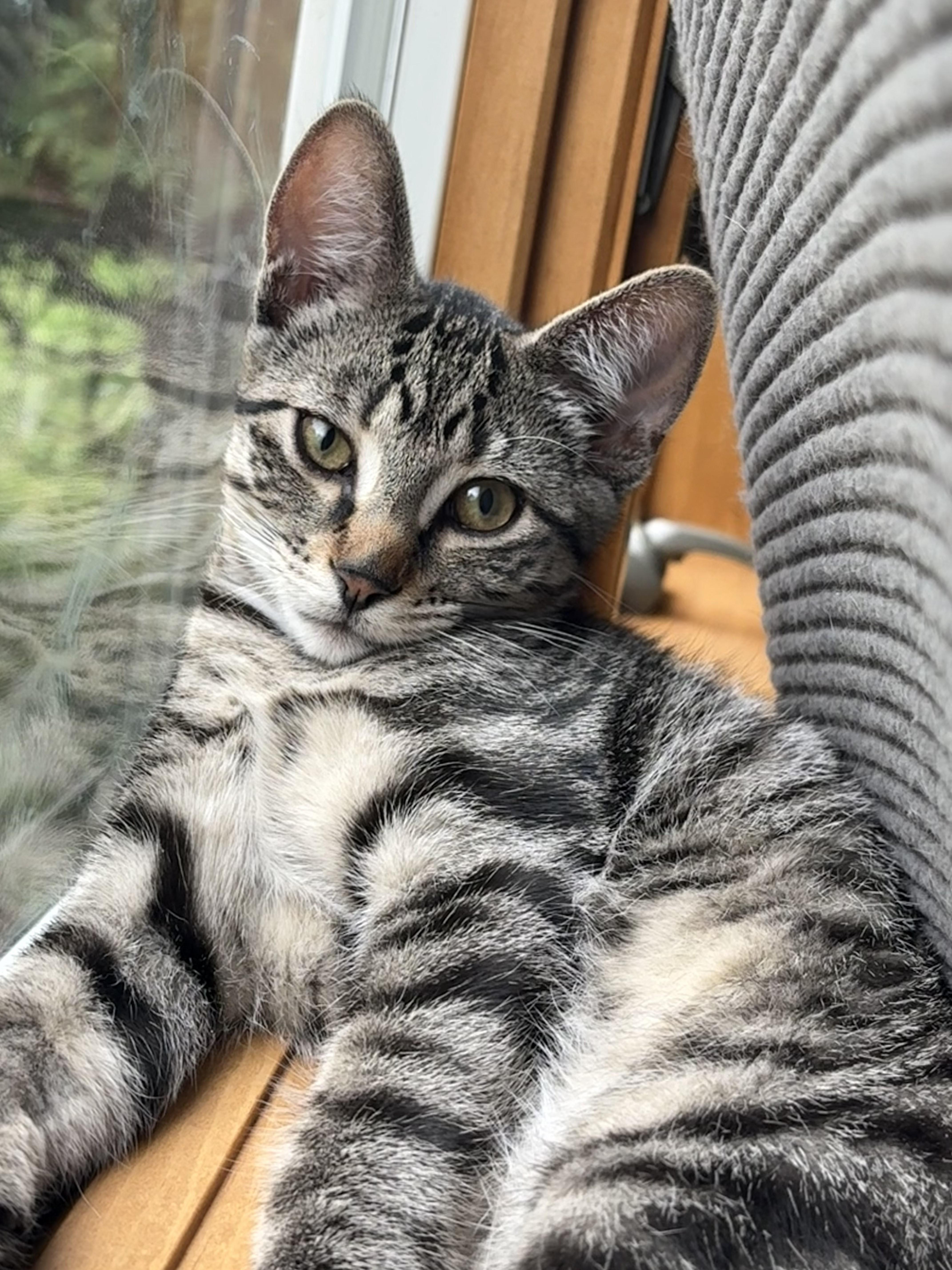 Harley, a ADOPTABLE Domestic Short Hair in Farmington, MN image 2/5